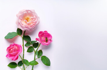 Fototapeta premium Beautiful Pink Roses with Green Leaves on White Background