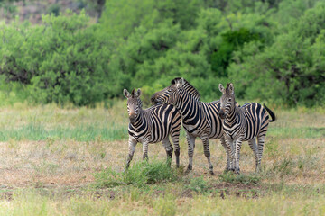 Zebra.  Plains zebra (Equus quagga, formerly Equus burchellii), also known as the common zebra walking around in Mashatu Game Reserve in the Tuli Block in Botswana.