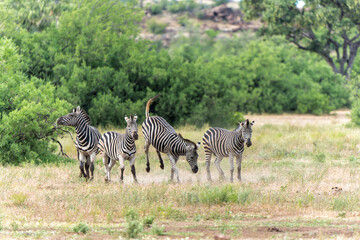 Zebra.  Plains zebra (Equus quagga, formerly Equus burchellii), also known as the common zebra walking around in Mashatu Game Reserve in the Tuli Block in Botswana.