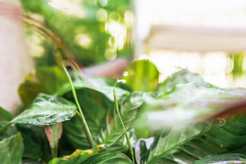 Fototapete bei efototapeten.de bestellen   