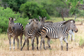 Zebra.  Plains zebra (Equus quagga, formerly Equus burchellii), also known as the common zebra walking around in Mashatu Game Reserve in the Tuli Block in Botswana.