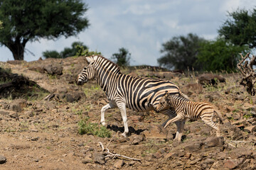 Zebra.  Plains zebra (Equus quagga, formerly Equus burchellii), also known as the common zebra walking around in Mashatu Game Reserve in the Tuli Block in Botswana.