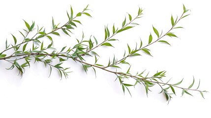Obraz premium Willow branches on white background without shadows