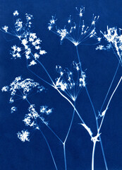 Unique hand-printed monotype. Made using a kind of antique photography called cyanotypes with fresh cut or dried flowers. Each print is entirely unique.