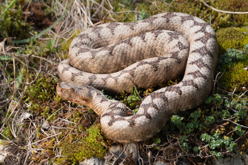 Sandviper, Hornviper, Sandotter 