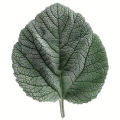 Obraz premium Close-up image of a textured green leaf showcasing intricate patterns and natural details on a white background.