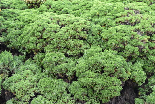 Hebe cupressoides en &eacute;t&eacute; au jardin
