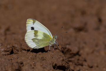 white butterfly picking up minerals from the ground, Krueper's Small White, Pieris krueperi