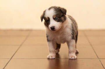 A full-length border collie puppy on a beige background. Pets