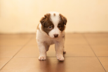 A full-length border collie puppy on a beige background. Pets