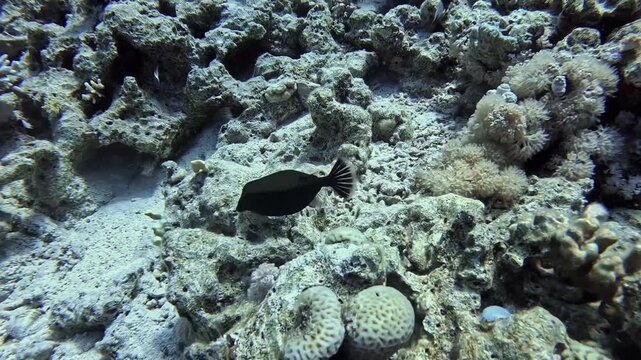 Bluetail trunkfish (Ostracion Cyanurus). Sharm el Sheikh, Egypt.