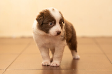 A full-length border collie puppy on a beige background. Pets