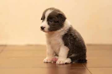 A full-length border collie puppy on a beige background. Pets