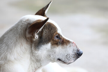  close-up of dog's head with visible scar on the bridge of its nose