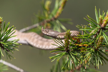 Hornviper klettert in einem Nadelbaum