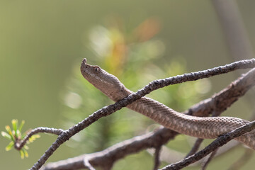 Profil einer Hornviper kletternd in einem Ast