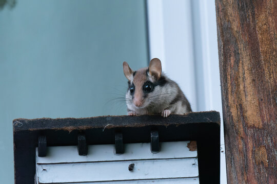 Gartenschl&auml;fer sitzt auf einem Vogelh&auml;uschen