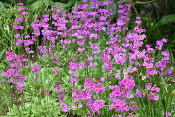 Primula poissonii en été au jardin