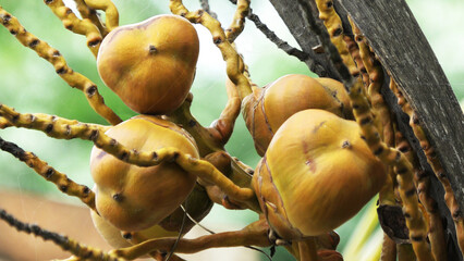 Tender coconut fruits in closeup