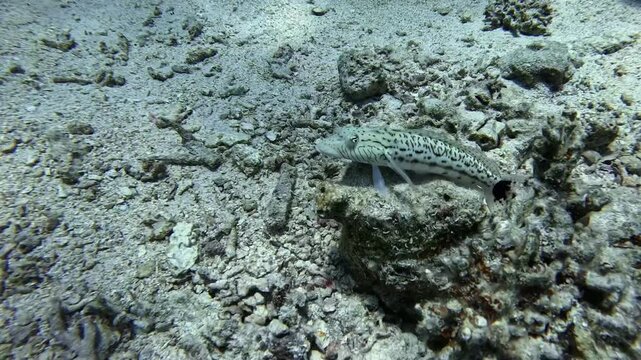 Speckled Sandperch (Parapercis hexophthalma). Sharm el Sheikh, Egypt.