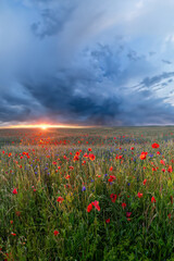 Sunrise in a misty poppy field, Denmark	