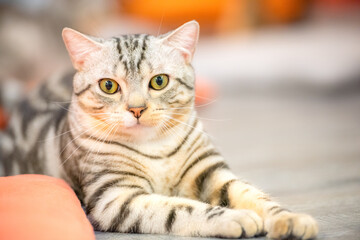 Portrait of a cute,  cat sitting on the table