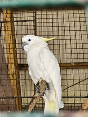 white parrot in cage