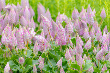 Selective focus of purple pink flowers with green leaves in the garden, Ptilotus exaltatus or...