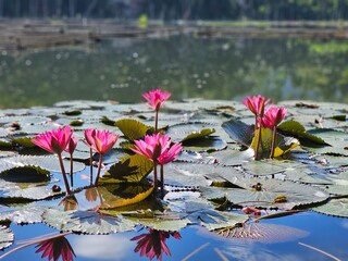 pink water lilies in pond
