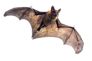 Fototapeta premium Flying Pipistrelle bat action shot of hunting animal transparent background or PNG file. This species is know for roosting and living in urban areas in Europe and Asia.