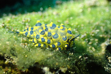 Sea creature, Nudibranch