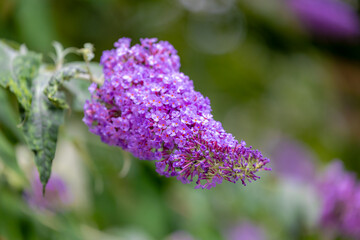 Obraz premium Selective focus of violet blue flower Summer lilac (Vlinderstruik) Buddleja davidii, Butterfly-bush or Orange eye is a species of flowering plant in the family Scrophulariaceae, Natural background.