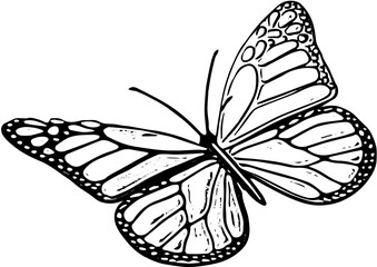 butterfly illustration
