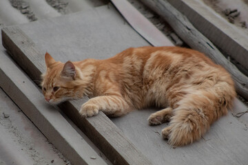 Cute cat on the roof. blond and grey cat