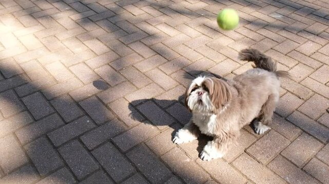 Shih Tzu dog playing fetch with his tennis ball in a public square_1.