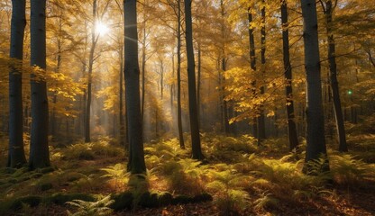 Obraz premium Sunlit forest with golden autumn leaves and ferns