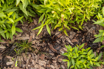 Mulch with larch bark. Landscape design. Moisture retention in the ground. Wet mulch