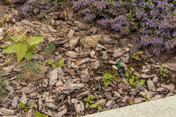Mulch with larch bark. Landscape design. Moisture retention in the ground. Covering the soil with...