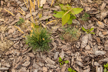 Mulch of flowerbed with larch bark. Landscape design