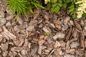 Mulching the soil with bark. Mulch of flowerbed with pine or larch bark