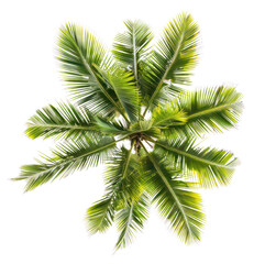 PNG  Tropical palm tree leaves isolated