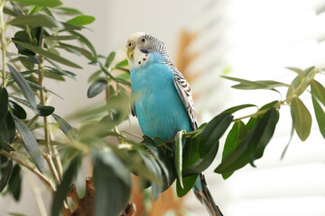 Pet parrot. Beautiful budgerigar sitting on tree indoors, low angle view