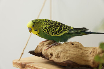Pet parrot. Beautiful budgerigar sitting on snag indoors