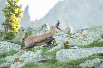 Alpine chamois or wild alpine goat (Rupicapra rupicapra) running in a stony meadow as the sun is rising. Alps, Italy, Horizontal.