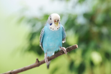 Fototapeta premium Pet parrot. Cute budgerigar sitting on stick against blurred background