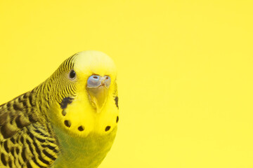 Fototapeta premium Beautiful bright parrot on yellow background. Exotic pet