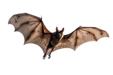 Flying Pipistrelle bat action shot of hunting animal transparent background or PNG file. This species is know for roosting and living in urban areas in Europe and Asia.
