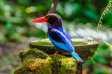 Javan kingfisher perched on a rock