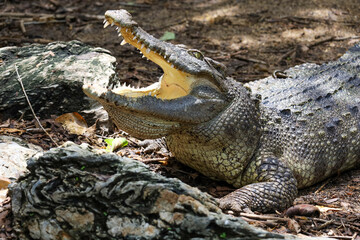 Close up crocodile is rest and show head in garden
