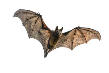 Flying Pipistrelle bat action shot of hunting animal transparent background or PNG file. This species is know for roosting and living in urban areas in Europe and Asia.